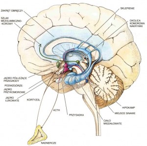 ludzki mózg